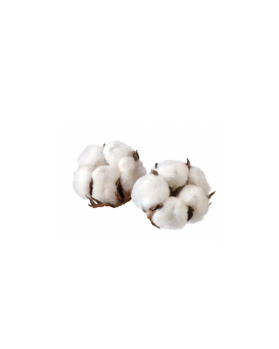 Coton